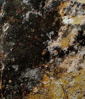 防カビ処理施工前